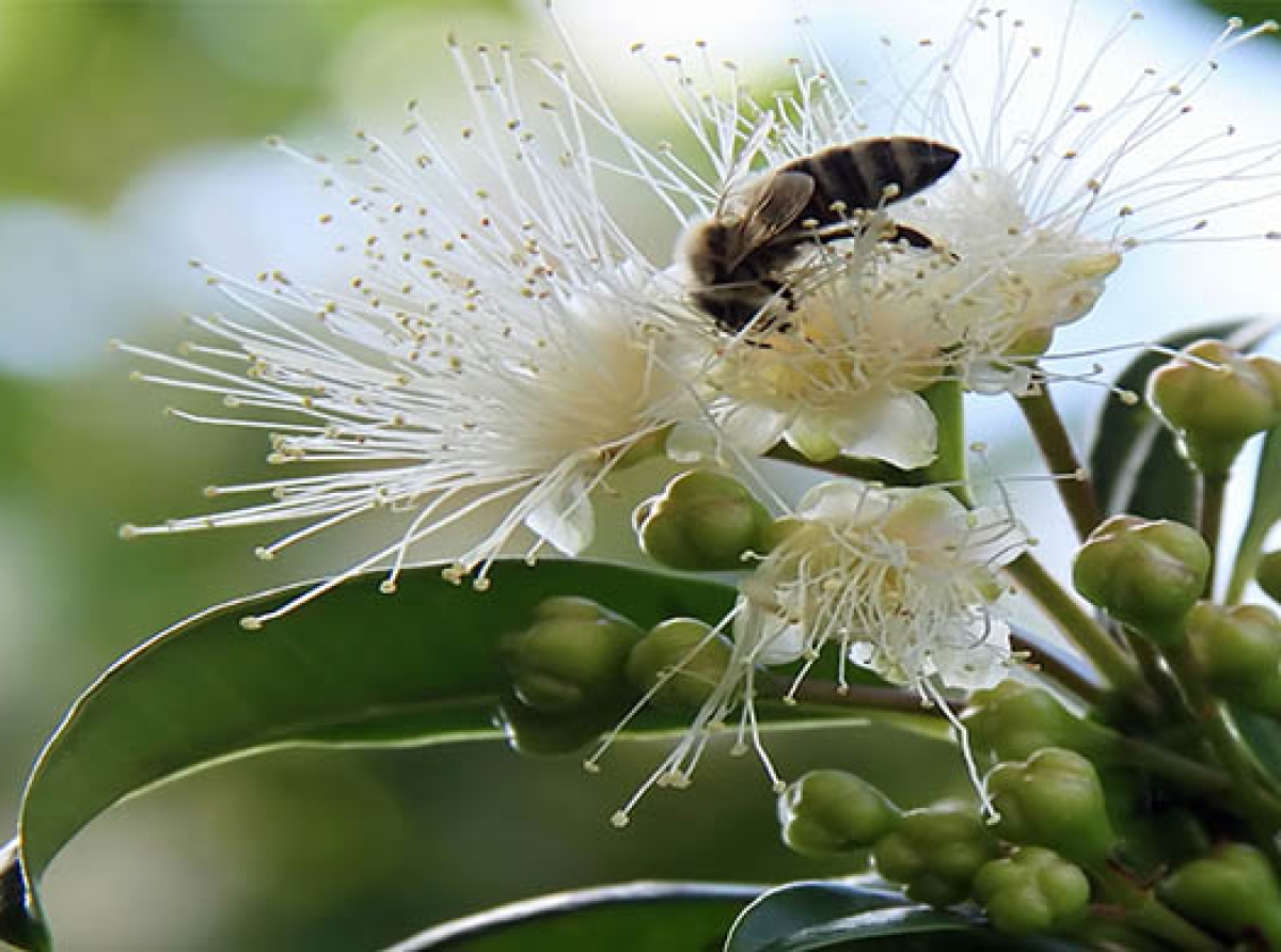Μάθετε τα πάντα για το αναφυλακτικό σοκ