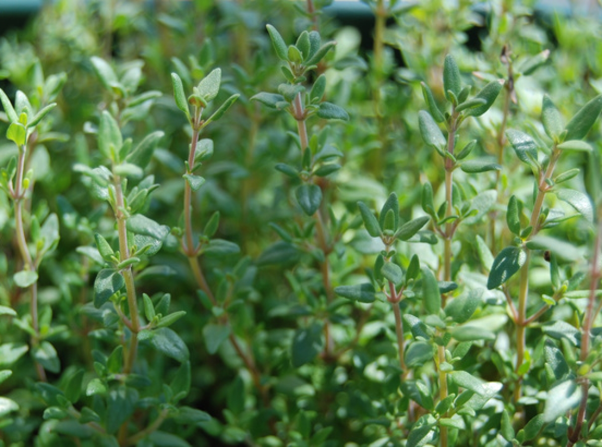 Φτιάξτε εύκολα λοσιόν κατά της πιτυρίδας με θυμάρι