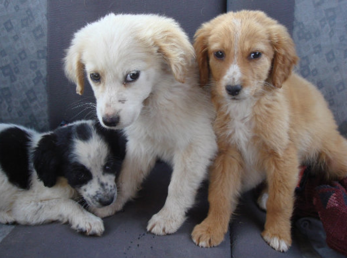 Δεν πρέπει ποτέ να χτυπάς τον σκύλο σου!