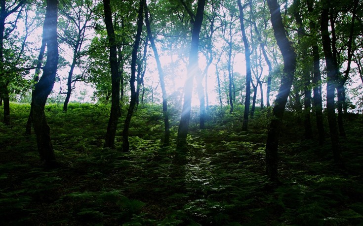 forest0000