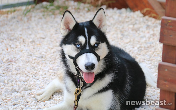 dogs7
